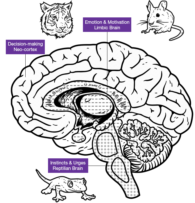 Brain with decision, emotion and instincts sections