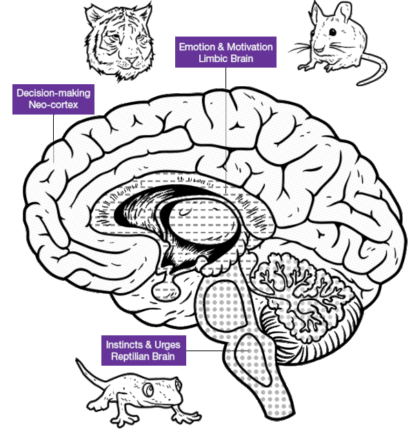Brain with decision, emotion and instincts sections
