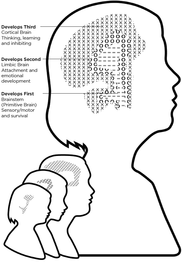 brain development: heads growing