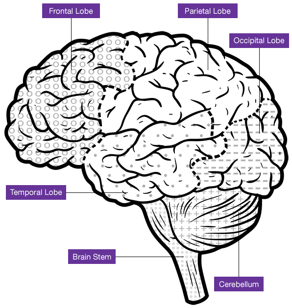 Brain with sections identified