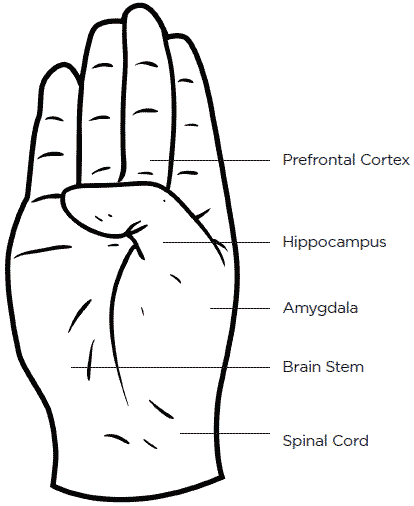 hand: prefrontal cortex, hippocampus, amygdala, brain stem, spinal cord