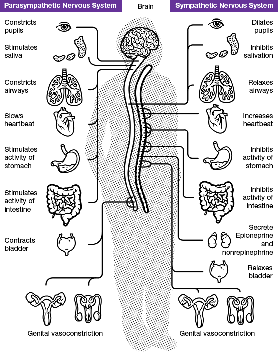 Parasympathetic and Sympathetic Nevous System 