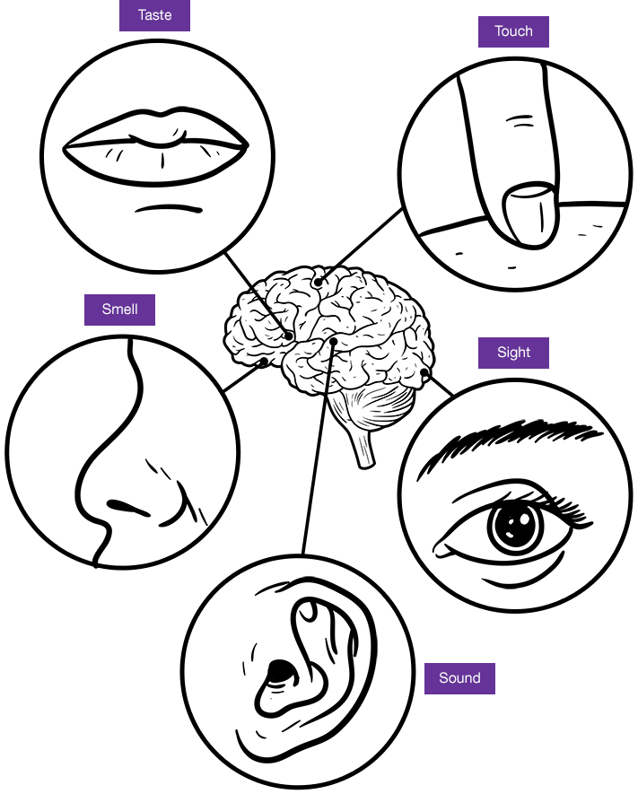 Brain and 5 senses: taste, touch, sight, sound and smell