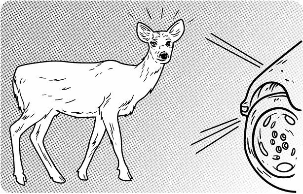 Tonic immobility: deer in headlights