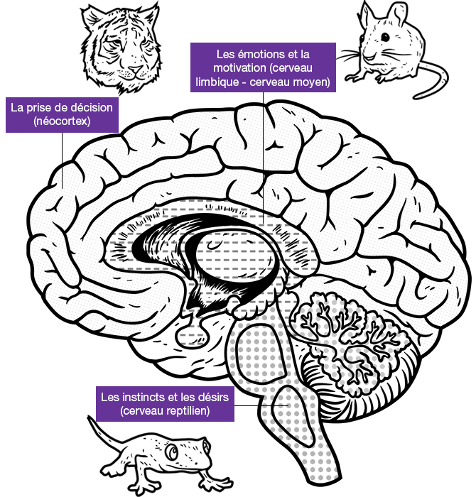 Brain with decision, emotion and instincts sections