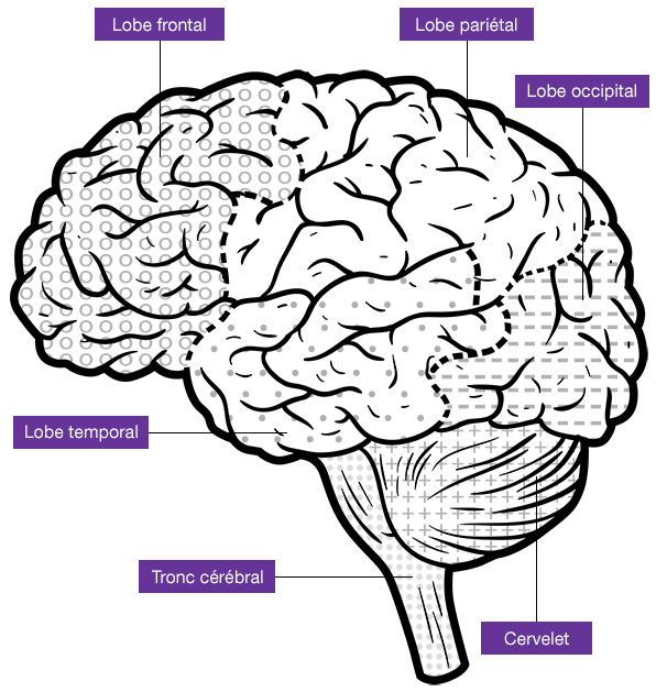 Brain with sections identified