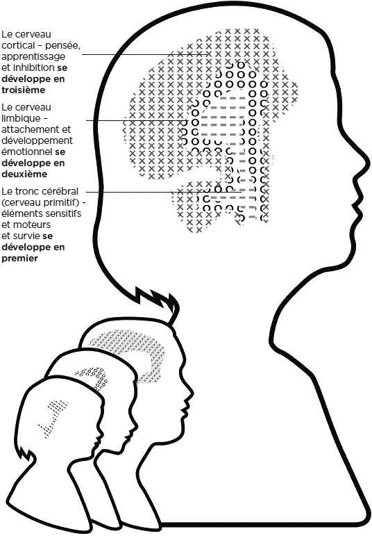brain development: heads growing