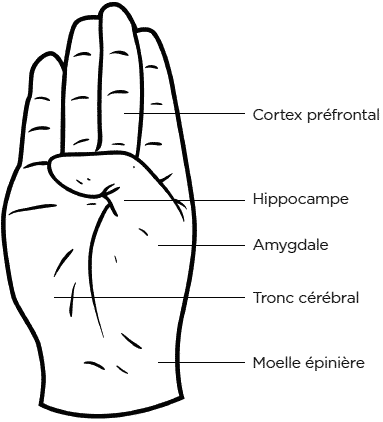 hand: prefrontal cortex, hippocampus, amygdala, brain stem, spinal cord