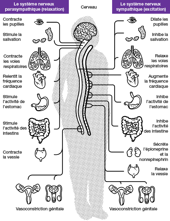 Parasympathetic and Sympathetic Nevous System 