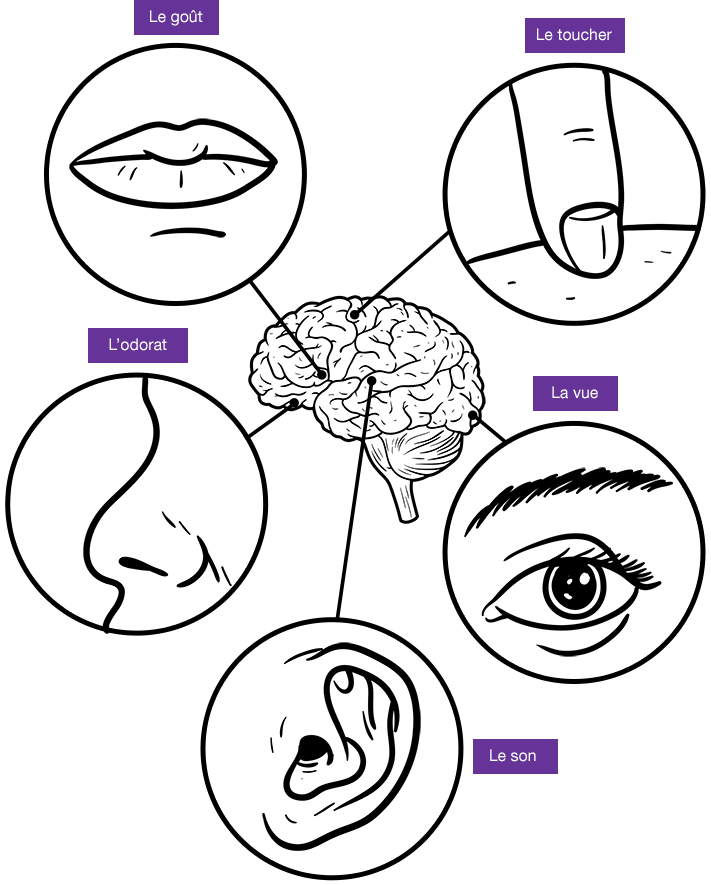 Brain and 5 senses: taste, touch, sight, sound and smell